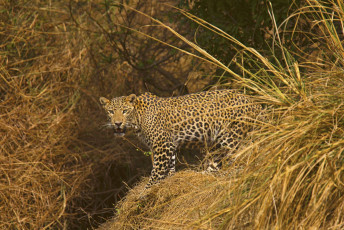 Dieses prächtige Tier ist perfekt getarnt und einer von etwa 86 indischen Leoparden im Panna-Nationalpark, Madhya Pradesh.