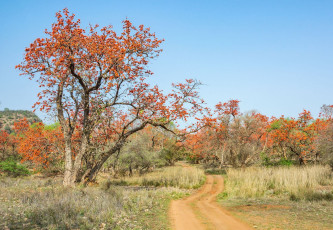 Butea monosperma, auch bekannt als Flammenbäume, taucht den Wald im Ranthambore-Nationalpark in Rajasthan in leuchtendes Orange.