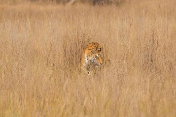 Ein königlicher bengalischer Tiger, der während einer Safari in Bandhavgarh, einem artenreichen Tigerreservat in Madhya Pradesh, im Grasland beobachtet wurde.