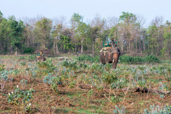 Parkwächter auf Patrouillendienst im Pench Tiger Reserve im Bundesstaat Madhya Pradesh. Auf dem Rücken von Elefanten geht es auf Patrouille durch den Dschungel.