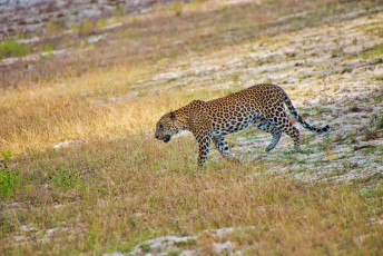 Ein einsamer Leopard streift durch die Landschaft des Wilpattu-Nationalparks, dem größten und zugleich einem der ältesten Parks in Sri Lanka. Er ist bekannt für seine Leopardenpopulation © Alberto Carrera