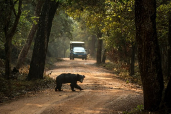 Besucher beobachten einen Faultierbären im Wilpattu-Nationalpark. Ähnlich wie Baumfaultiere hängen diese Bären manchmal kopfüber von den Bäumen herab und gehören zu den wohl ungewöhnlichsten Bären der Welt © Jiri Hrebicek