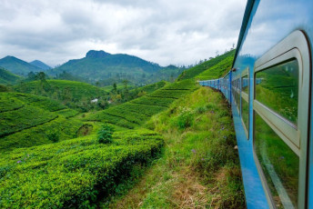 Der Zug von Kandy nach Nuwara Eliya windet sich durch die wunderschöne Landschaft der Teeplantagen hindurch. Der größte Teil der Teeproduktion Sri Lankas stammt aus dieser Region © Tim Price