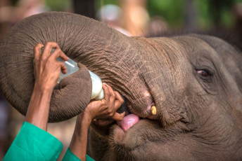 Das Pinnawala Elefanten-Waisenhaus dient auch als Aufzuchtstation für wilde asiatische Elefanten. Hier wird gerade ein Elefantenbaby mit Milch gefüttert, Sri Lanka © Krivinis