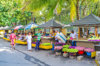 Verkäufer auf dem Blumenmarkt Kandys, welcher zu einem der mehr als 130 Märkte in Sri Lanka gehört © Efesenko