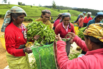 Arbeiterinnen pflücken säckeweise junge Teeblätter. Nuwara Eliya ist berühmt für seine zahllosen Teeplantagen, Sri Lanka ©Fmajor