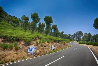 Eine Straße, die sich durch Tee- und Gummiplantagen nach Ooty schlängelt. © Manjunath Undi / Shutterstock