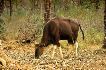 Junger Indischer Bison, auch Gaur (Bos gaurus) genannt, der in seiner natürlichen Umgebung grast. Der Sommer hat das Gras ausgetrocknet, Chinnar Wildlife Sanctuary © AjayTvm / Shutterstock