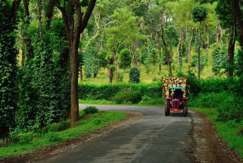 Ein Traktor transportiert Holz durch Kaffee- und Pfefferplatagen © Shivam Maini / Shutterstock