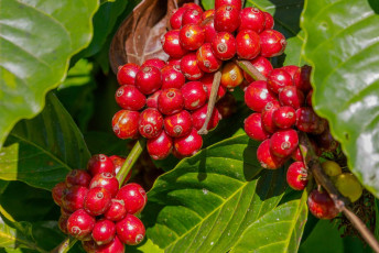 Robustakaffeebohnen, die in Coorg , Indien. © Barbara Barbour / Shutterstock