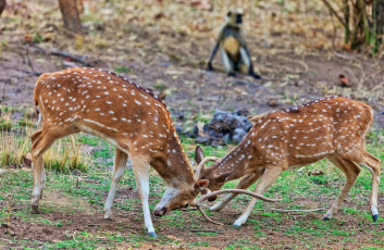 Chital (Axis axis), auch bekannt als Sikahirsche oder Axishirsche, kämpfen im Bandhavgarh Nationalpark in Indien - Foto von Travelstock