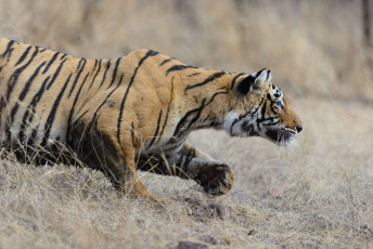Wilde Bengalische Tigerin (Panthera Tigris Tigris) versteckt sich, um ihre Beute zu fangen, Ranthambore Nationalpark, Indien - Foto von Raju Soni