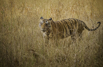 Bengalischer Tiger im Kanha Tigerreservat, Indien - Foto von Santanu Banik