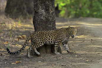 Indischer Leopard in seinem Lebensraum, Kanha Tigerreservat, Madhya Pradesh - Foto von Santanu Banik