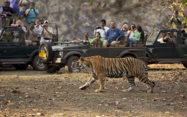 Die Tigerschutzprojekte der indischen Regierung haben dazu geführt, dass sich die Tigerpopulation innerhalb der letzten Jahre verdoppelt hat - Foto von Adam Fraise