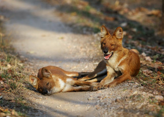 Asiatische Wildhunde © Ajay Kumar Singh