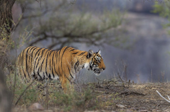 Bengalischer Tiger © Sabirmallick