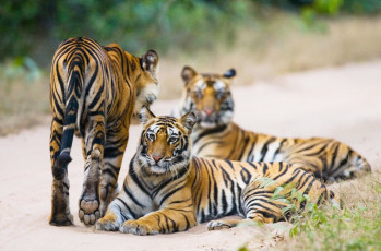 Eine Gruppe wilder Tiger an der Straße, Indien, Bandhavgarh Nationalpark, Madhya Pradesh © Gudkov Andrey
