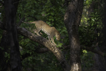 Indischer Leopard in seinem Lebensraum, Kanha Tigerreservat, Madhya Pradesh, Indien © Santanu Banik