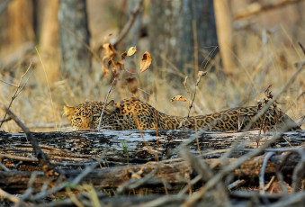 Leopard versteckt sich hinter dem Baumstamm, Pench Nationalpark © Ajay Kumar Singh