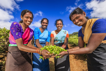 Die Lese der Teeblätter wird hauptsächlich von tamilischen Frauen per Hand durchgeführt. Die Arbeit auf den Plantagen und Kleinbetrieben ist die Haupteinnahmequelle für Tausende von Menschen hier © Bartosz Hadynyah