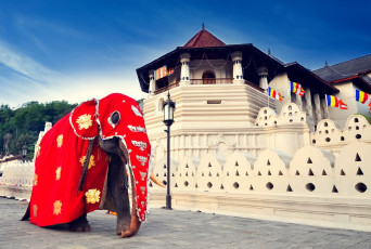 Ein indischer Elefant in rotem Gewand spaziert am Tempel der Sacred Tooth Reliquie vorbei, einem buddhistischen Tempel im Königspalast des ehemaligen Königreichs von Kandy © Surangaw