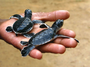 Neugeborene frisch geschlüpfte Karettschildkröten in der Turtles Hatchery von Kosgoda.. Sri Lanka beheimatet sieben Arten von Meeresschildkröten, darunter die fast ausgestorbene Olive Ridley - Foto: Estrella Buena