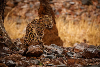 Der Yala-Nationalpark hat eine der höchsten Leopardendichten der Welt aufzuweisen und ist der meistbesuchte Park Sri Lankas © Photocech