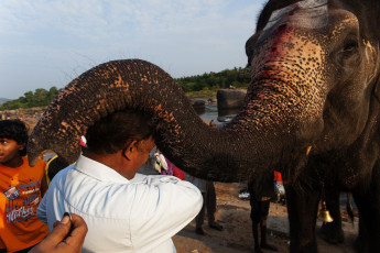 Lakshmi, bekannt als der berühmte Elefant von Hampi, segnet einen indischen Hindu am Ufer des Flusses Tungabhadra. Hampi, Karnataka © SerengetiLion