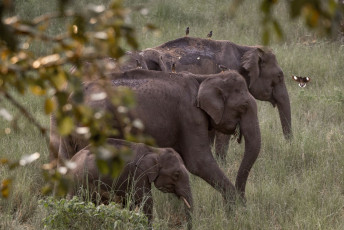 Indische Elefanten, aufgenommen im Dschungel von Wayanad, Kerala © Andey Oxley
