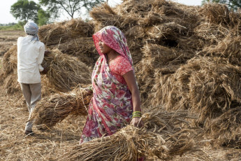 Inder arbeiten auf dem Feld, Orchha, Madhya Pradesh, Indien. Indien belegt weltweit den zweiten Platz in der landwirtschaftlichen Produktion – Foto von B. Stefanov