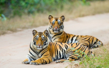 Zwei Bengalische Tiger sitzen im Dschungel an der Straße. Bandhavgarh Nationalpark, Madhya Pradesh – Foto von GUDKOV ANDREY
