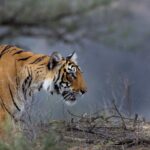 Ein Königstiger im Ranthambore Tiger Reserve