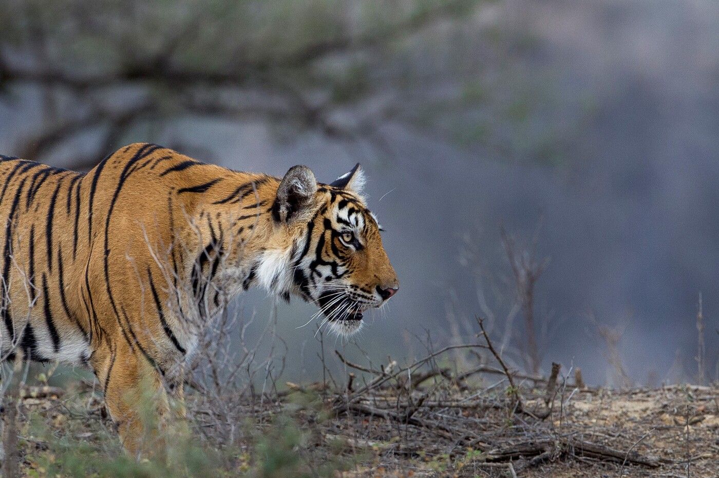 Ein Königstiger im Ranthambore Tiger Reserve