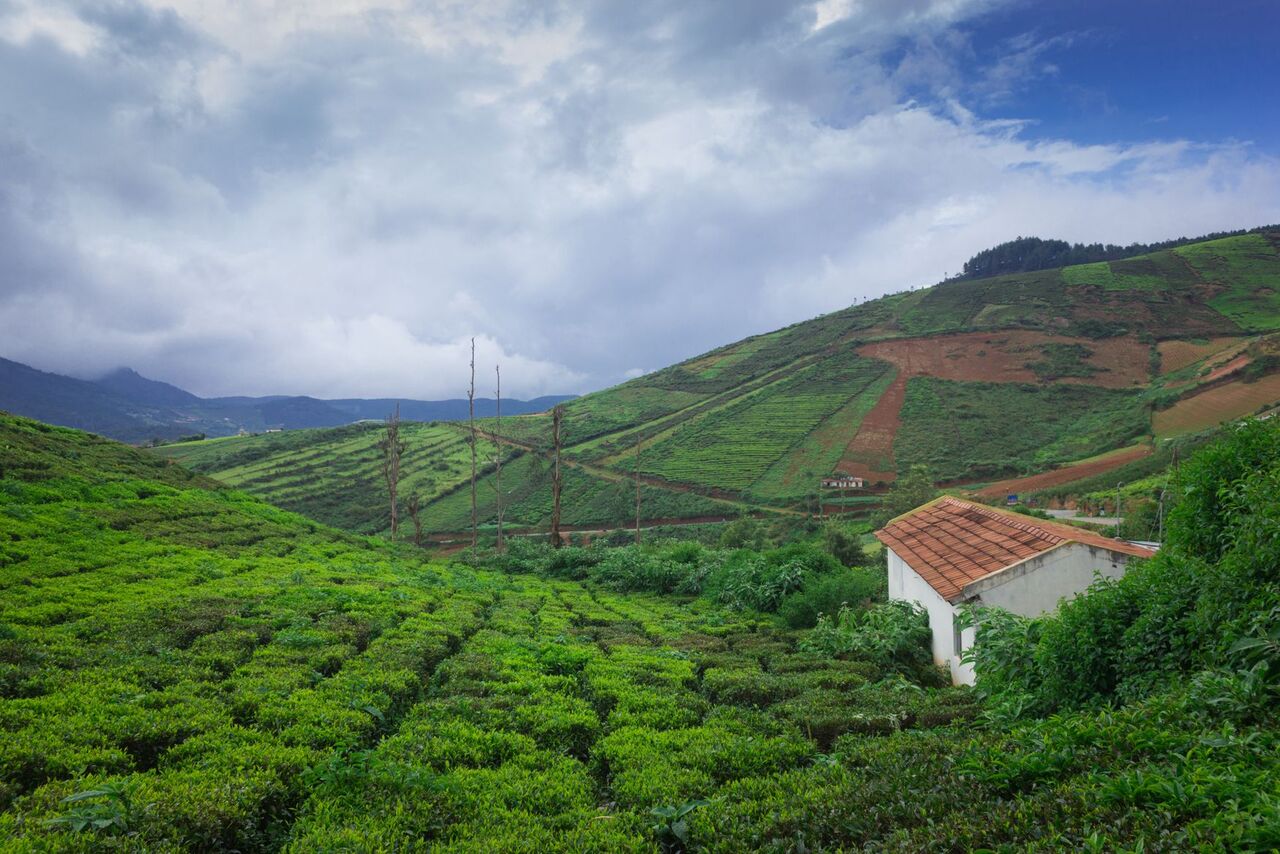 Rasthaus in Teeplantagen Coorg