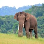 Tusker in Parambicula