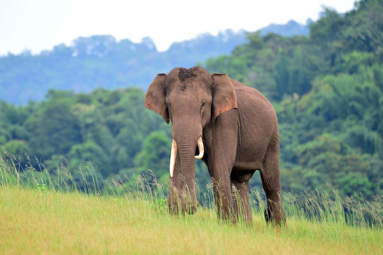 Tusker in Parambicula