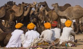 Pushkar Kamel Fest – Menschen, Farben, Kultur