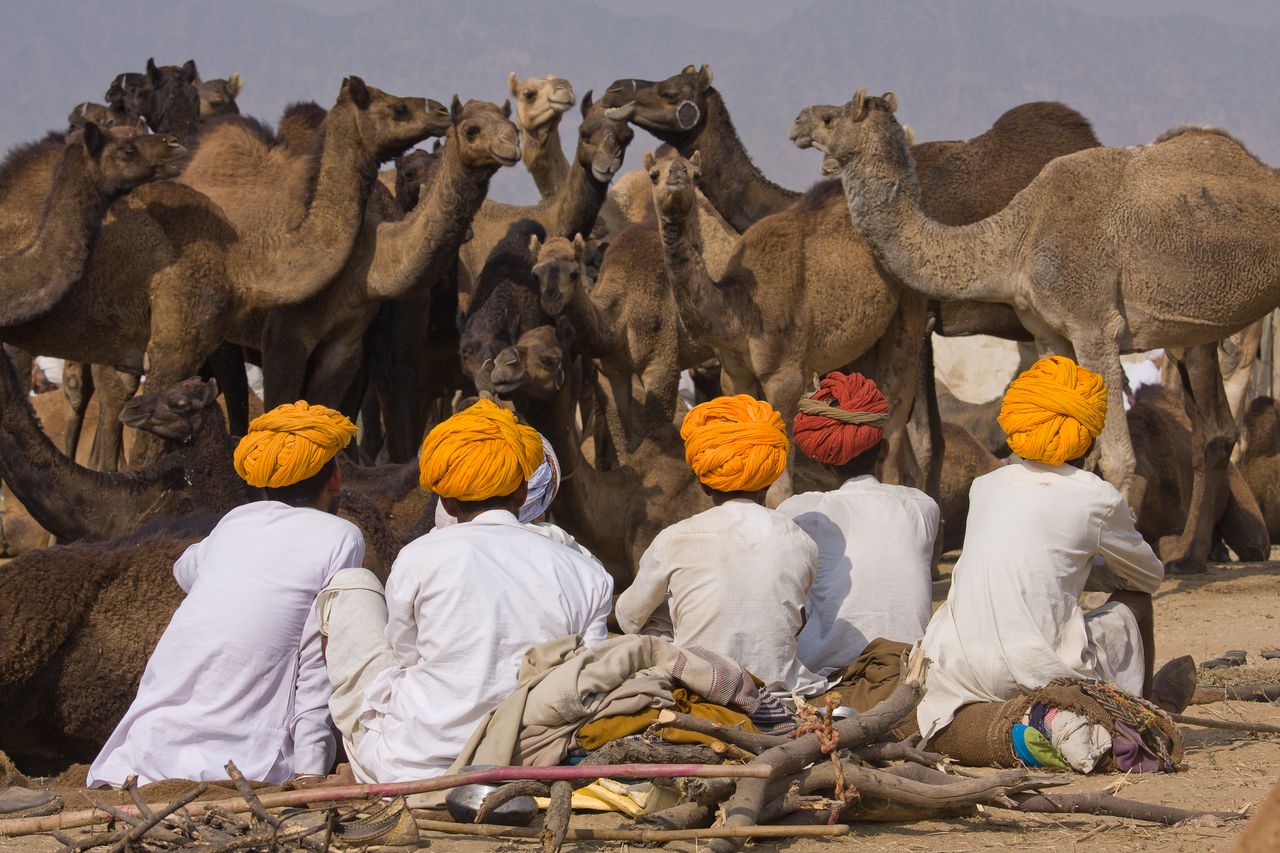 Kamelmesse in Pushkar, die größte der Welt