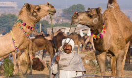 Pushkar Kamelmesse – Reiseführer und Termine für 2023, 2024, 2025