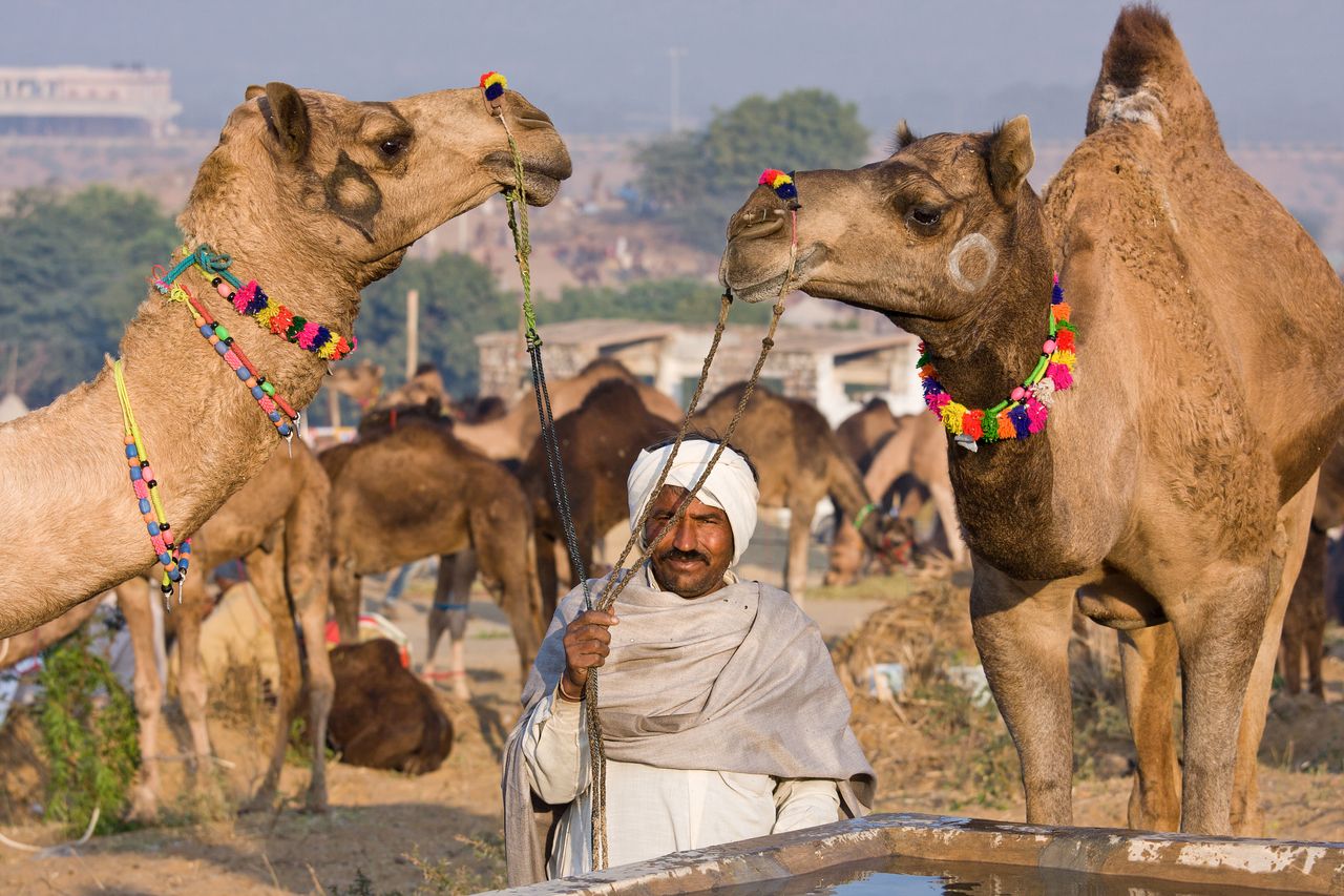 Rika hält sein Kamel während der Pushkar Camel Fair