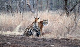 Tiger Safari Indien Rundreise – Auf der Suche nach Tigern in Nationalparks