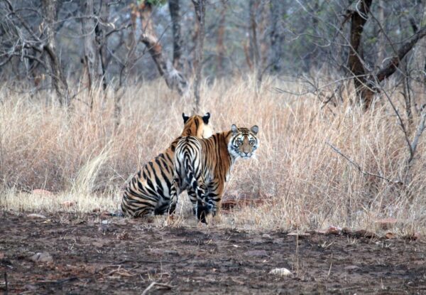 Tiger Safari Indien Rundreise – Auf der Suche nach Tigern in Nationalparks