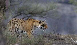 Indien Tiger Luxusreise – Reise durch Indiens Top-Tigerreservate: Besuchen Sie Kanha, Panna, Bandhavgarh und Pench