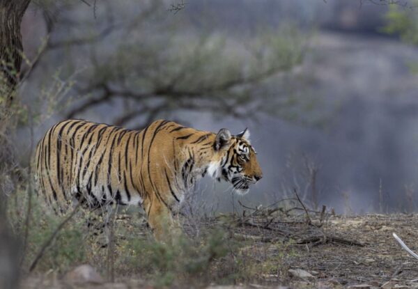 Indien Tiger Luxusreise – Reise durch Indiens Top-Tigerreservate: Besuchen Sie Tadoba, Pench, Kanha und Bandhavgarh und Pench mit Optionaler VERLÄNGERUNGSTOUR – RANTHAMBORE-NATIONALPARK